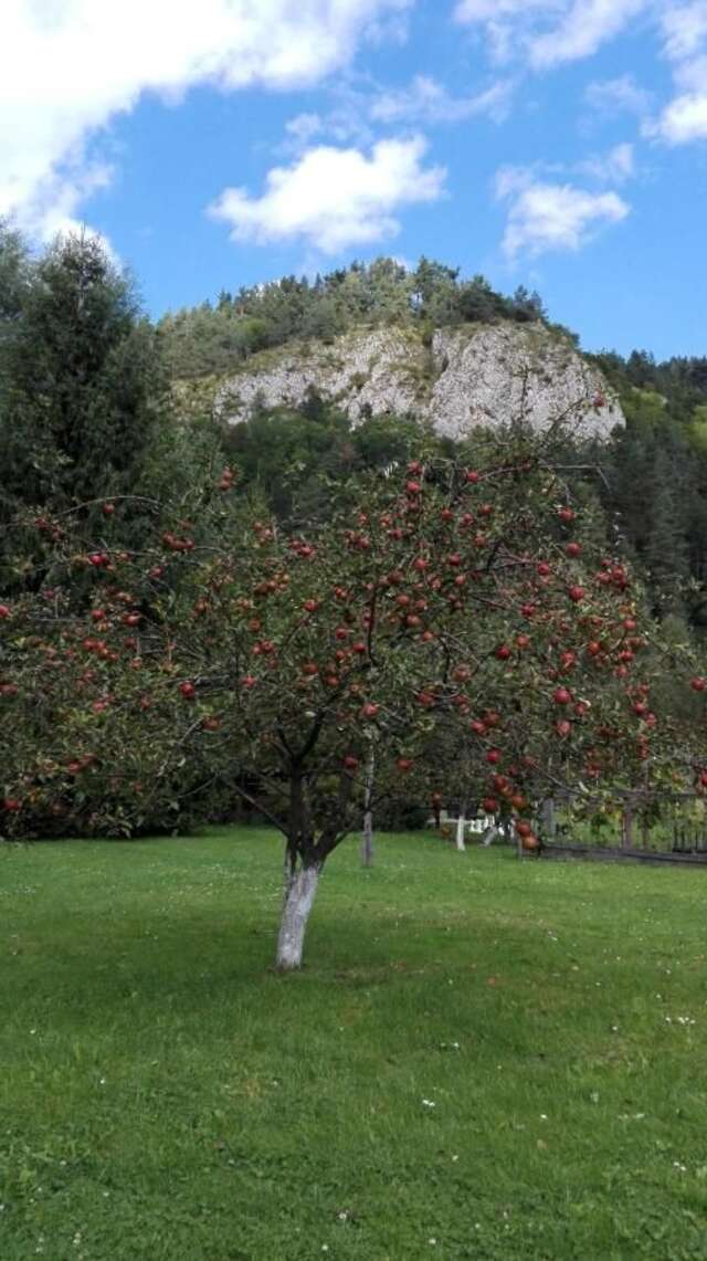 Гостевой дом Pensiunea Alpin Бран-13